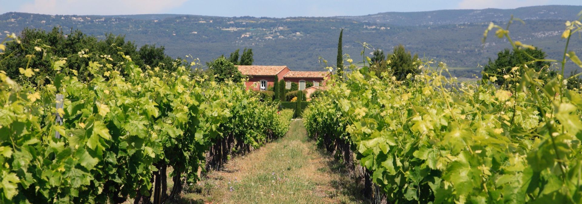 Vignoble Chasson - Château Blanc - Rue des Vignerons