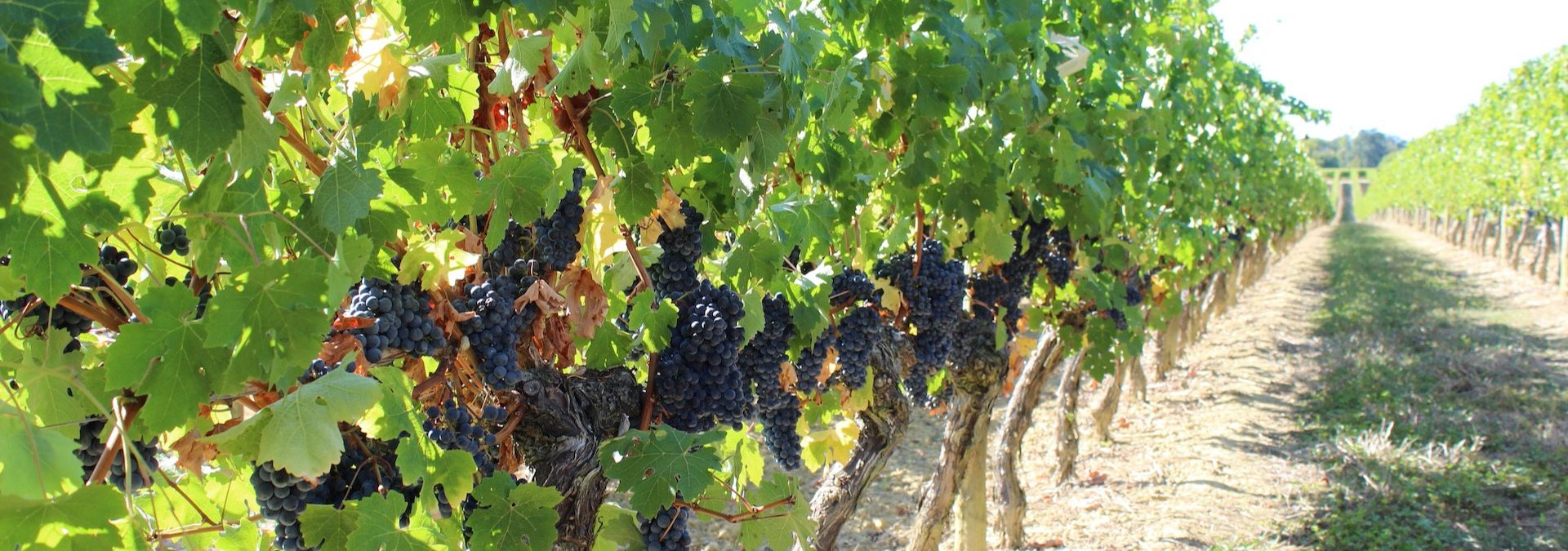 Domaine Entras - Rue des Vignerons