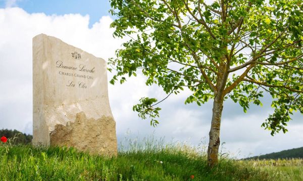 Pic-nic dans les vignes-photo