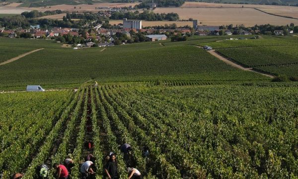 Parcours du vignoble et visite du domaine - Groupe-photo