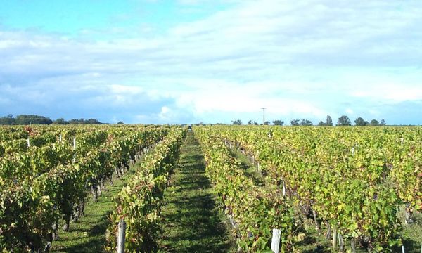 Découverte du vin, de la vigne jusqu'au verre !-photo