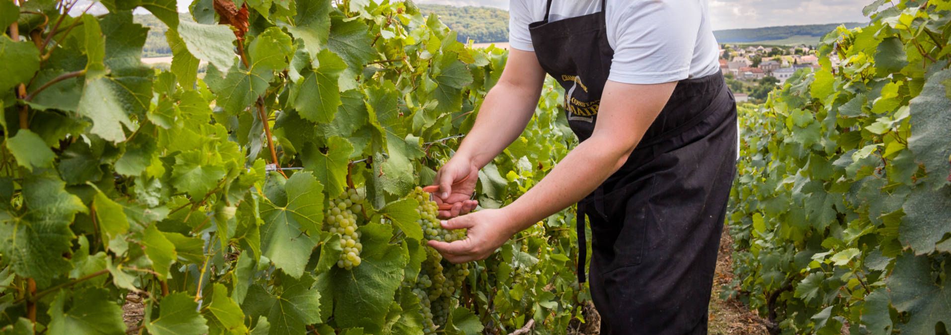 Champagne Roger-Constant Lemaire - Rue des Vignerons