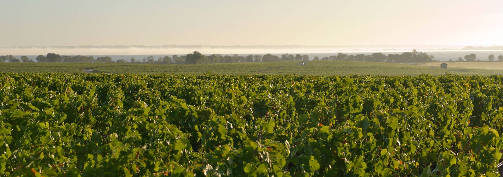 Château Tronquoy-Lalande - Rue des Vignerons