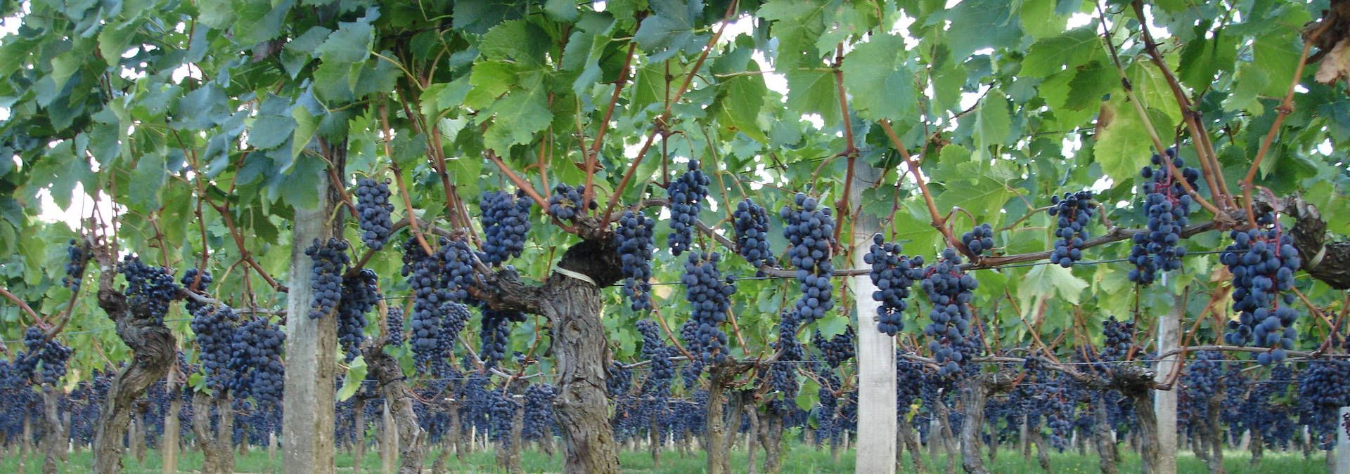 Vieux Château Palon - Rue des Vignerons