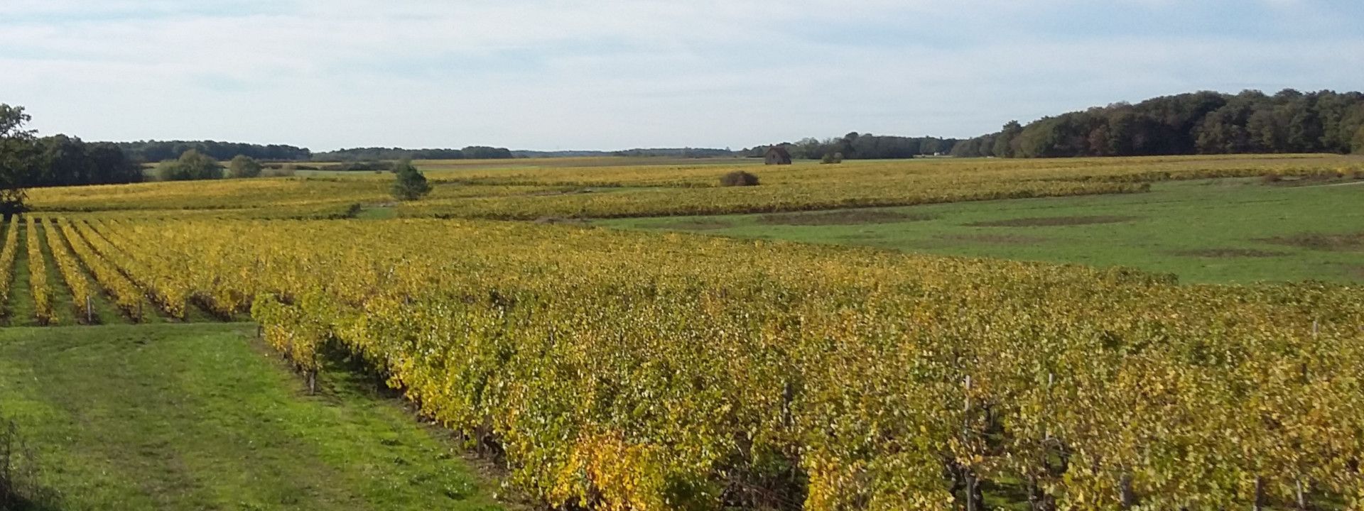 Domaine Thierry Cosme - Rue des Vignerons
