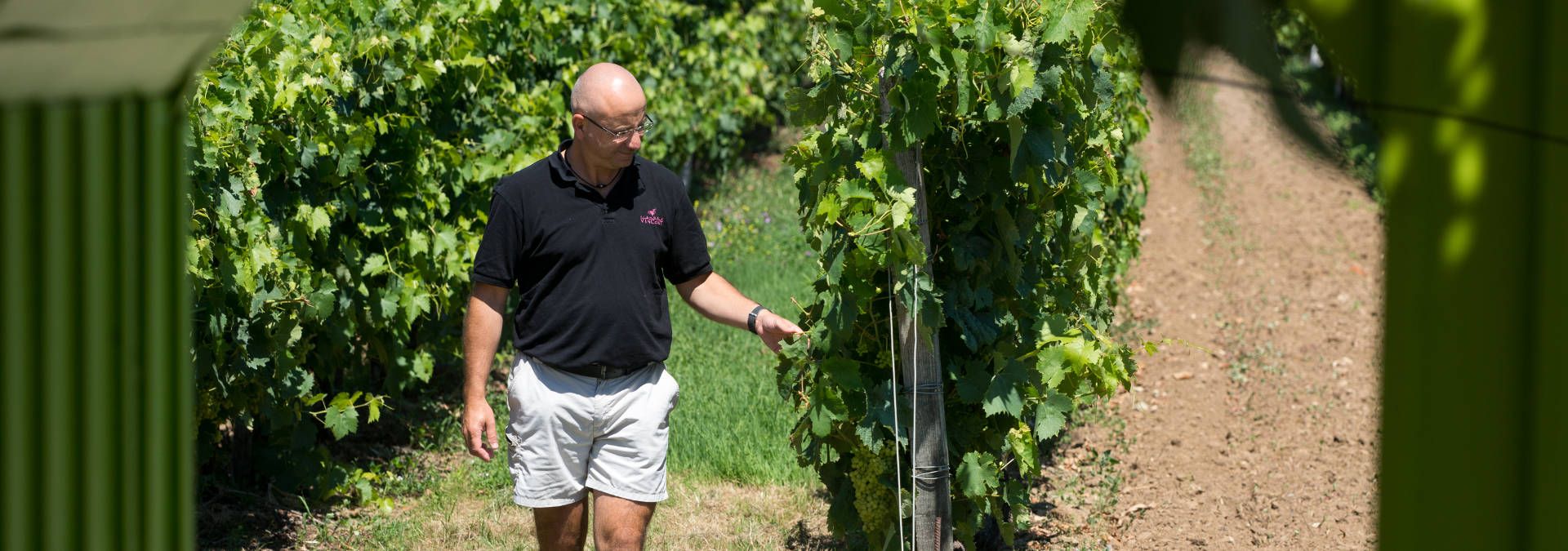 Vignoble Vincent - Rue des Vignerons