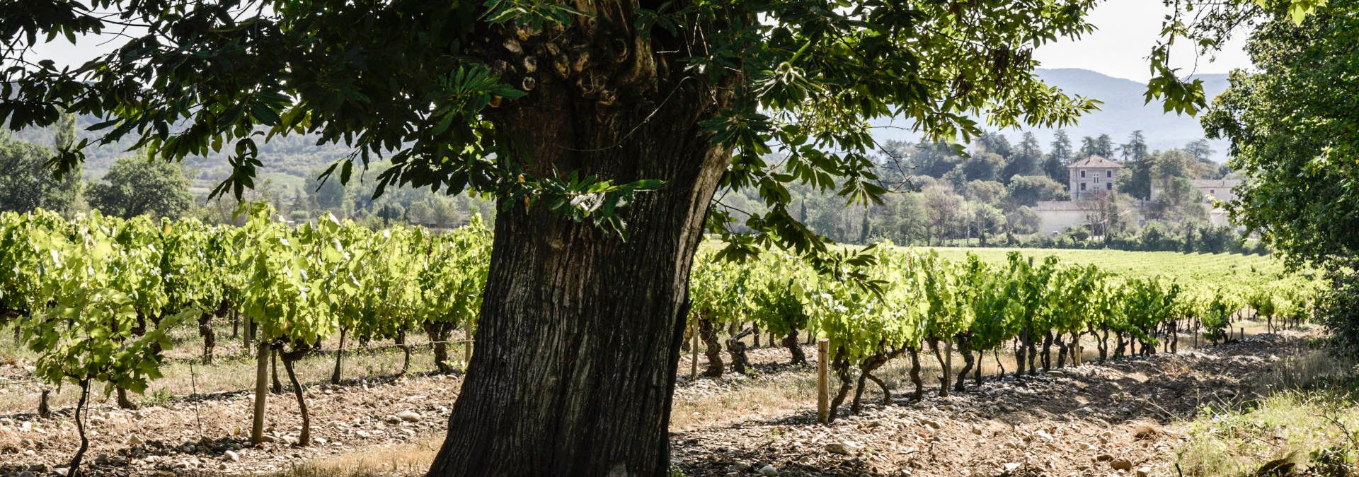 Domaine Walbaum - Rue des Vignerons
