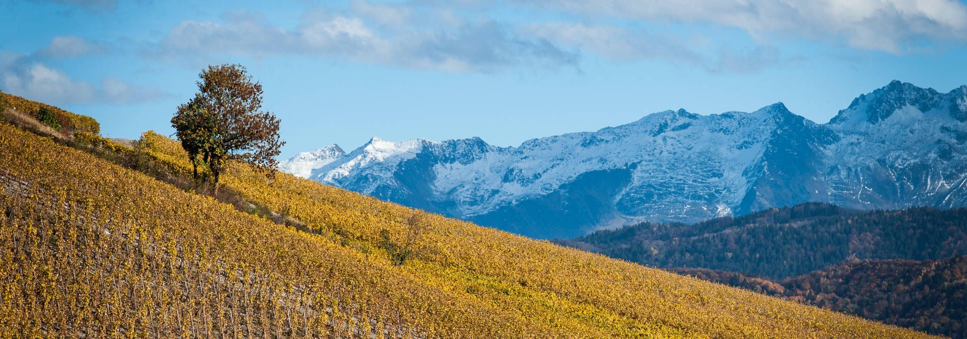 Domaine Philippe et Sylvain Ravier - Rue des Vignerons