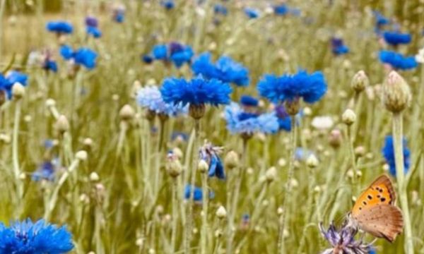 Balade Agroécologie et Biodiversité-photo