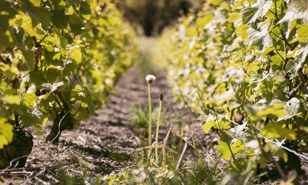 Immersion dans les vignes-photo