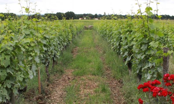 De la vigne à la cave-photo