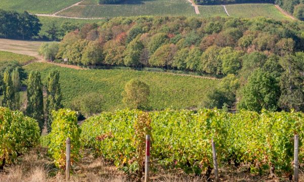 Le vignoble à vélo-photo