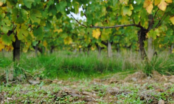 De la Vigne à La Cave-photo