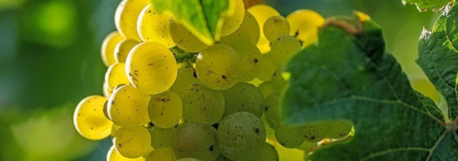 Domaine Les Monts Martin - Rue des Vignerons