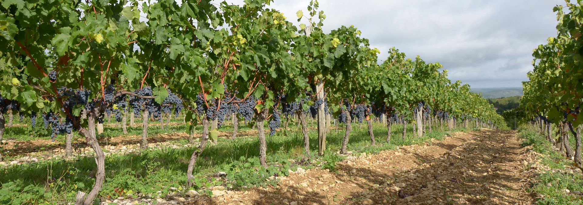 Domaine Rességuier - Rue des Vignerons