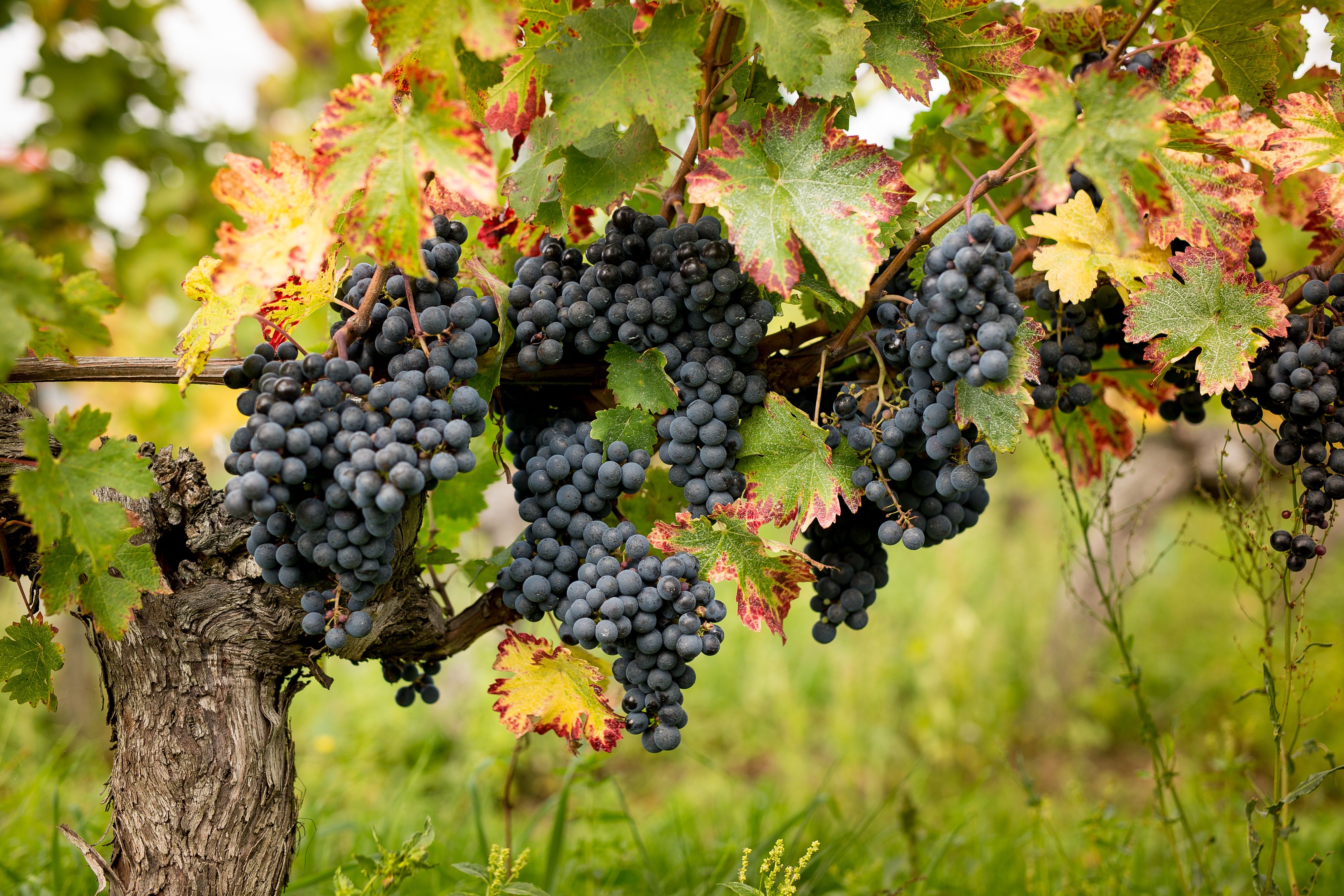 Domaine Fabien Duveau - Rue des Vignerons