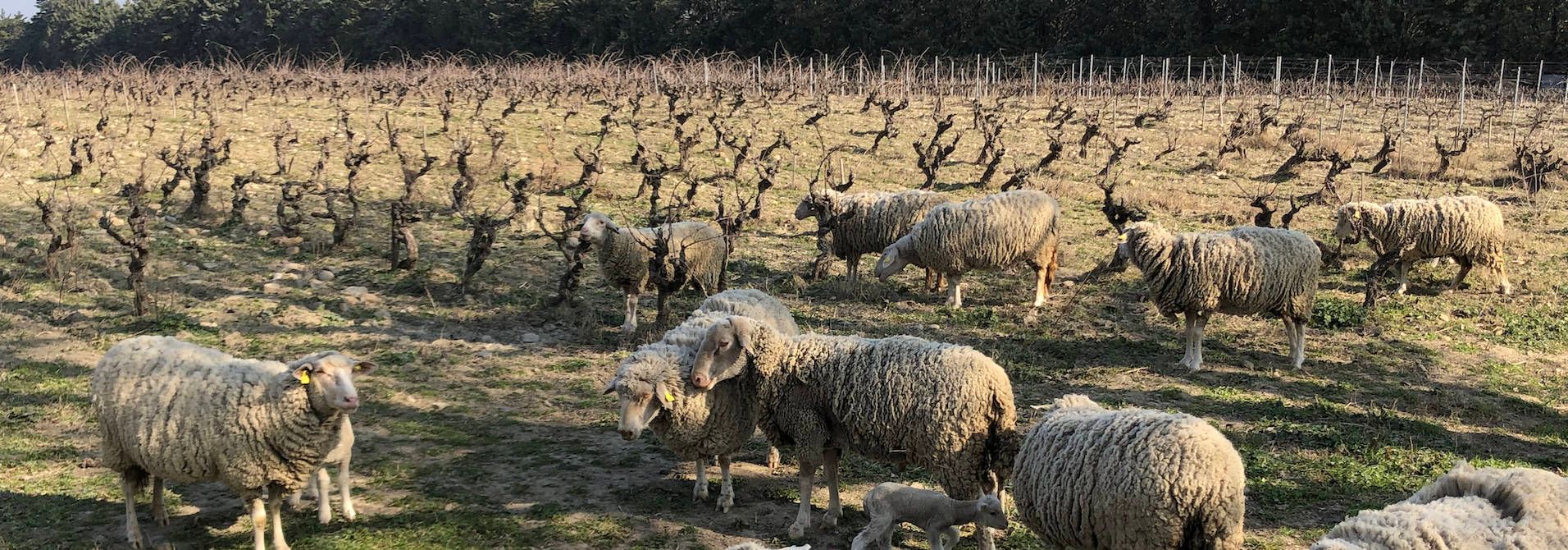 Domaine Saint-Pierre d'Escarvaillac - Rue des Vignerons