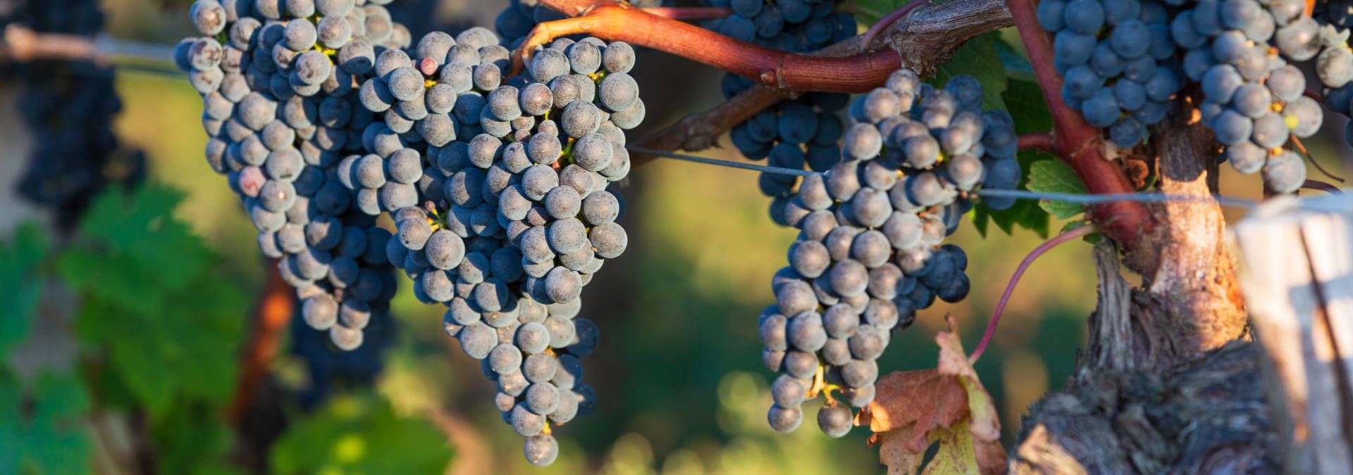 Domaine les Sadons - Rue des Vignerons