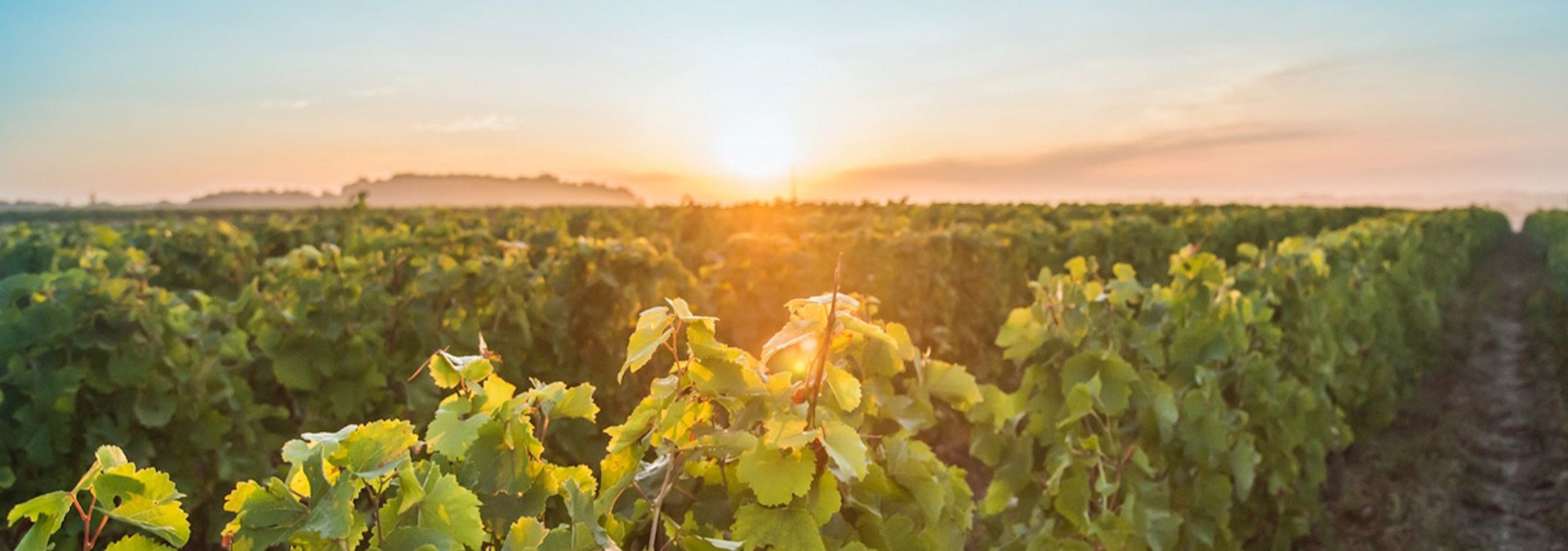 Domaine Mosny - Rue des Vignerons