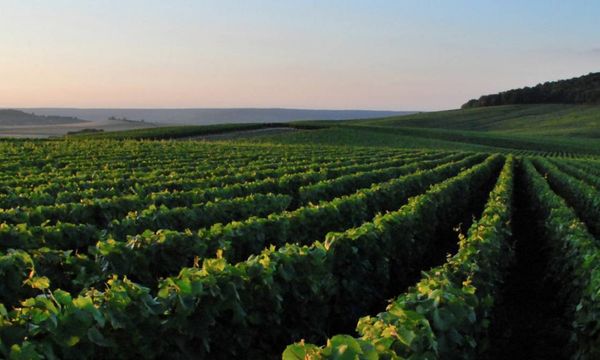 Découverte du Champagne Lancelot-Royer-photo