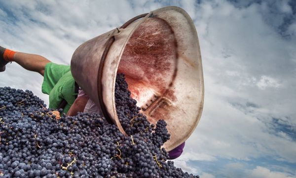 Journée Vendanges pour tous - 5 octobre 2024-photo