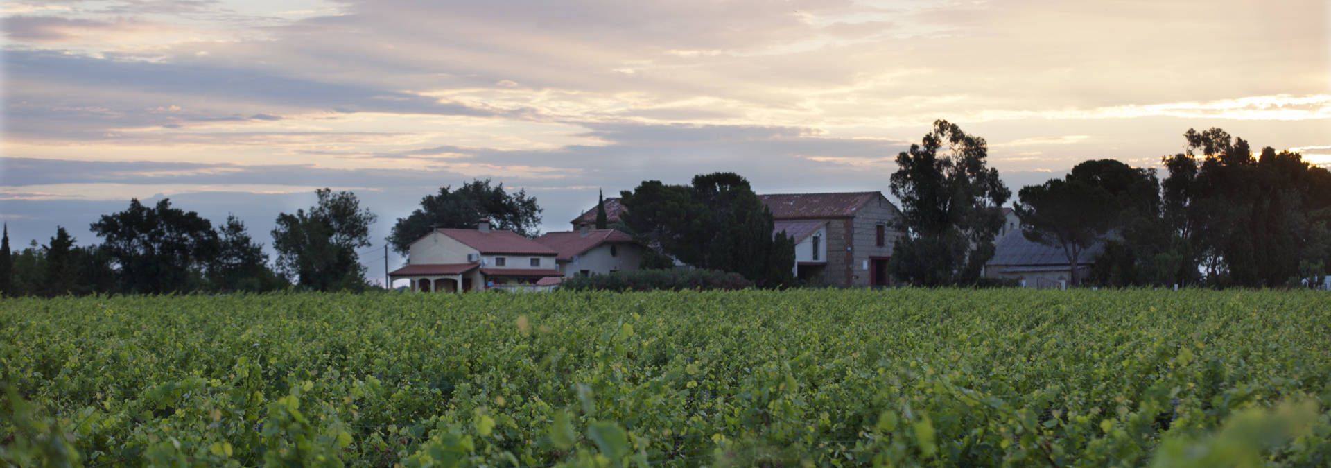 Mas Alart - Rue des Vignerons