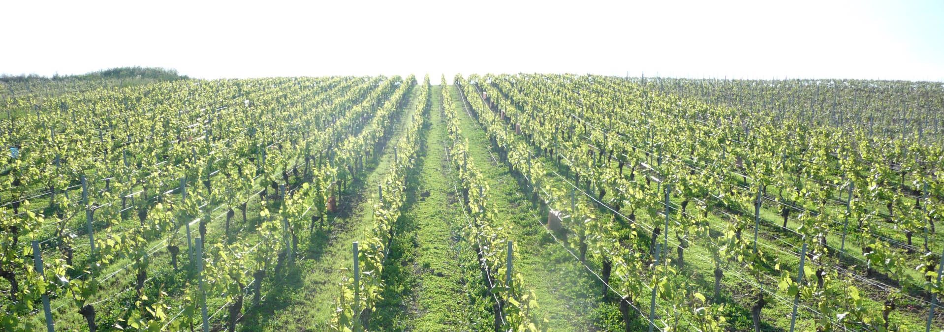 Champagne Roger-Constant Lemaire - Rue des Vignerons