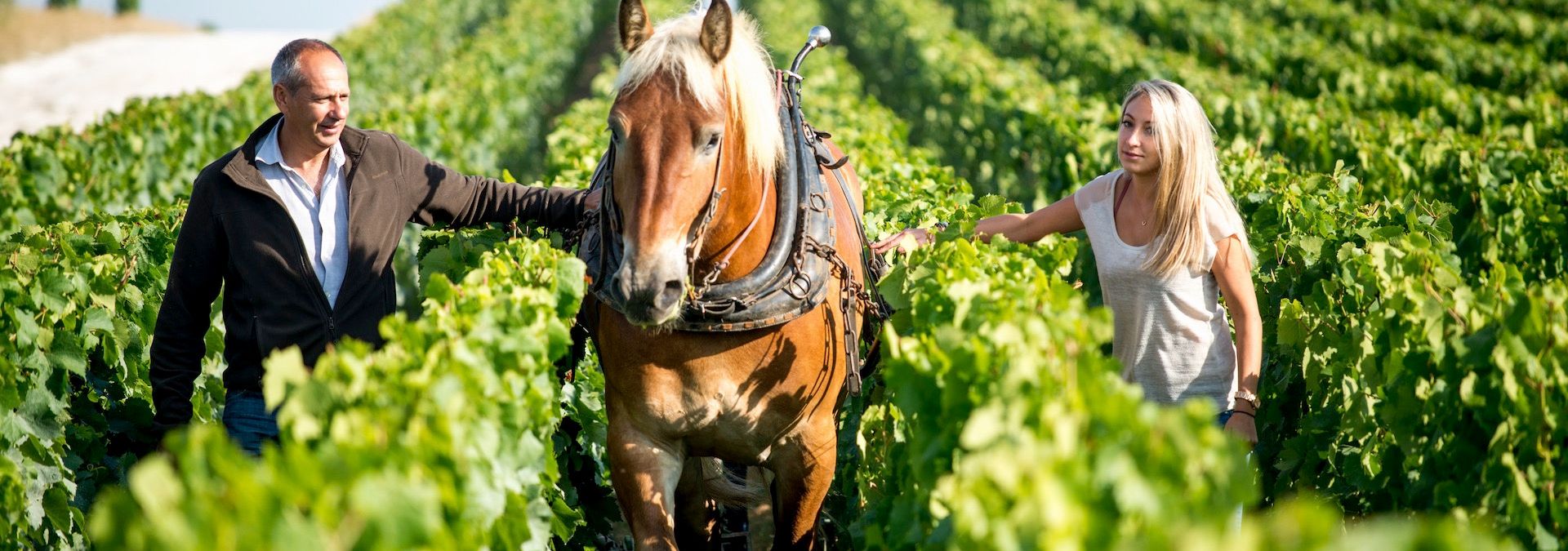 Champagne A.Margaine  - Rue des Vignerons