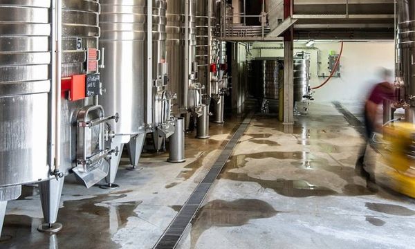 Immersion Vignes & Vins-photo
