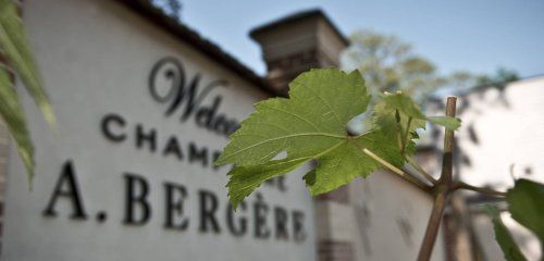 Champagne A. Bergère photo