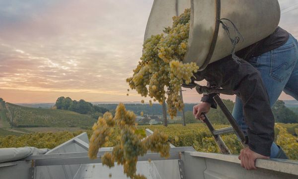 Demi-journée vendanges pour tous - 5 octobre 2024-photo