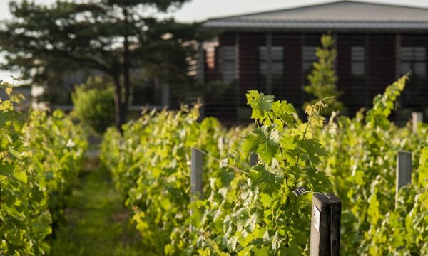 A la Découverte d'un Cru Classé de Graves-photo