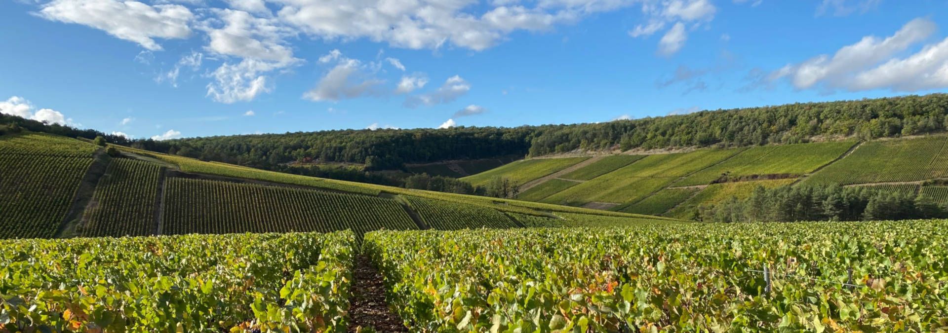 Champagne Phlipaux Père &amp; Fils - Rue des Vignerons