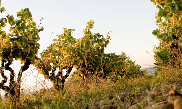 Randonnée Vigneronne-photo