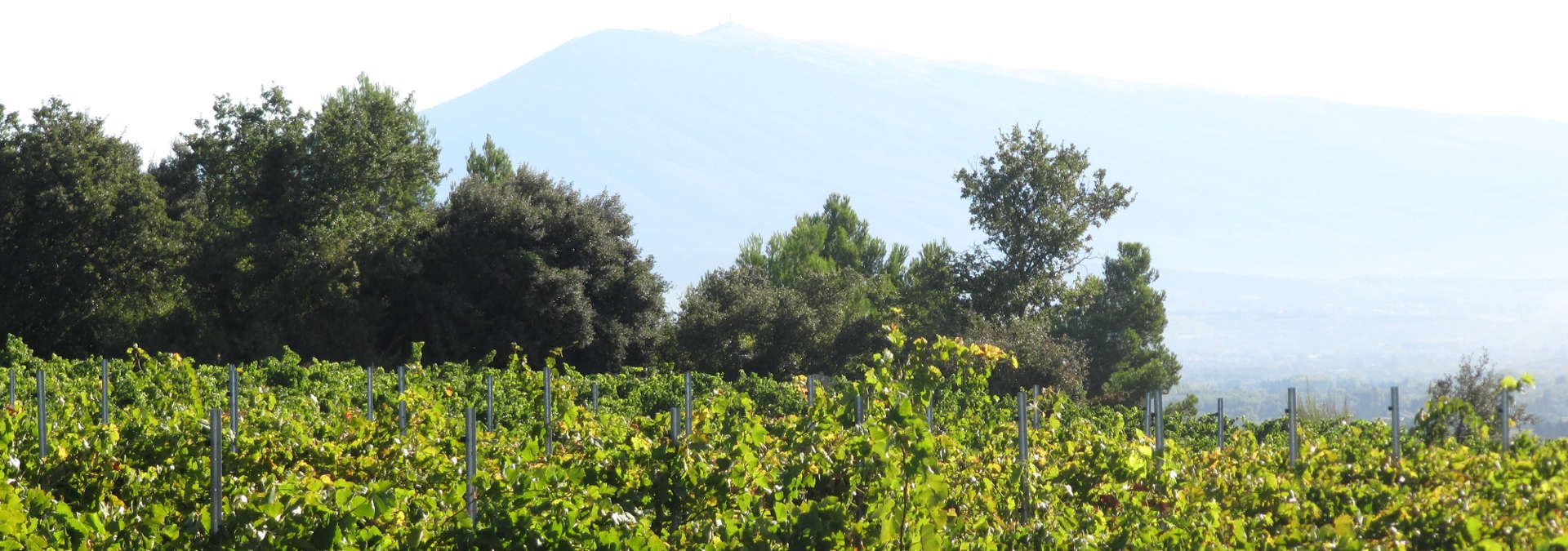 Domaine Moulin-Tacussel - Rue des Vignerons