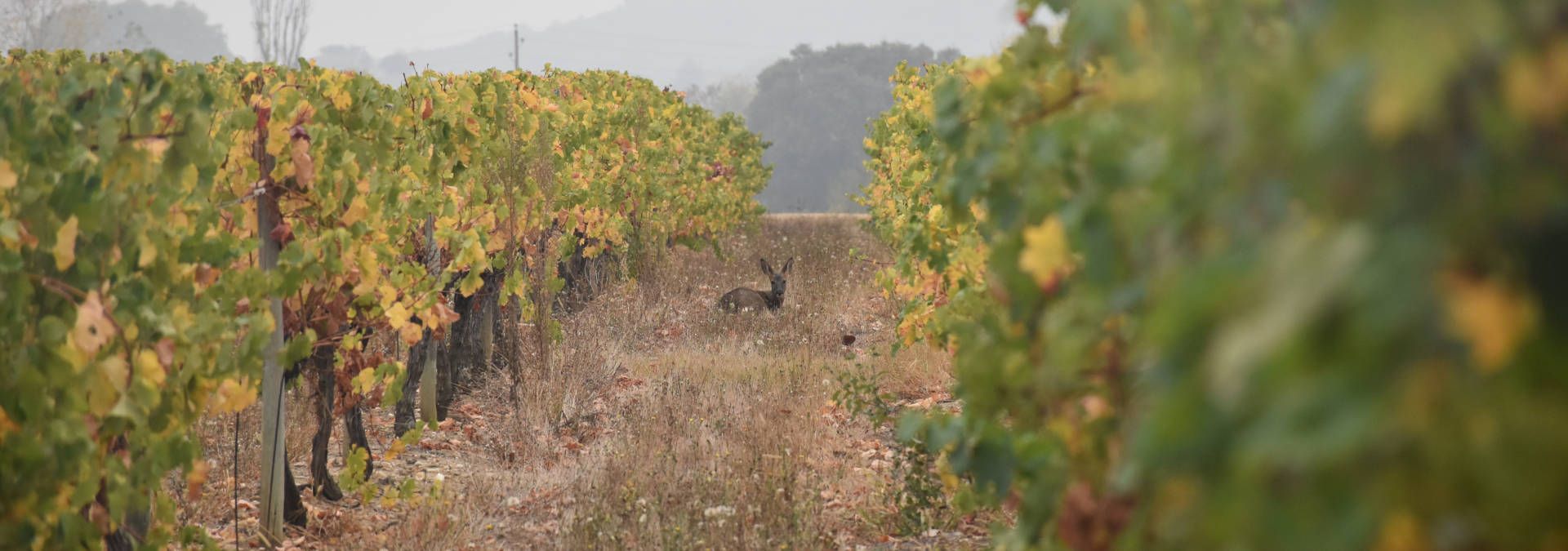 Domaine Walbaum - Rue des Vignerons