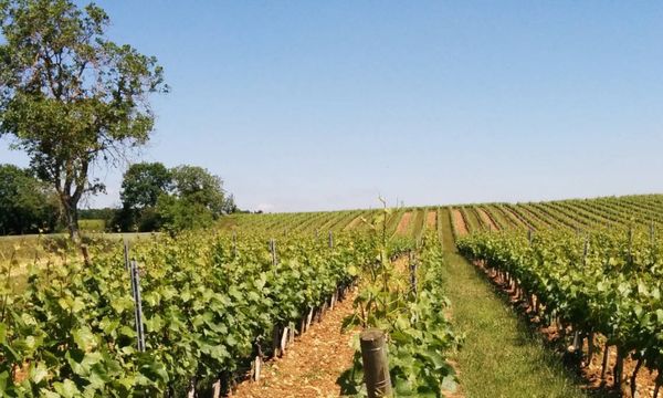 Visite de notre domaine & dégustation-photo