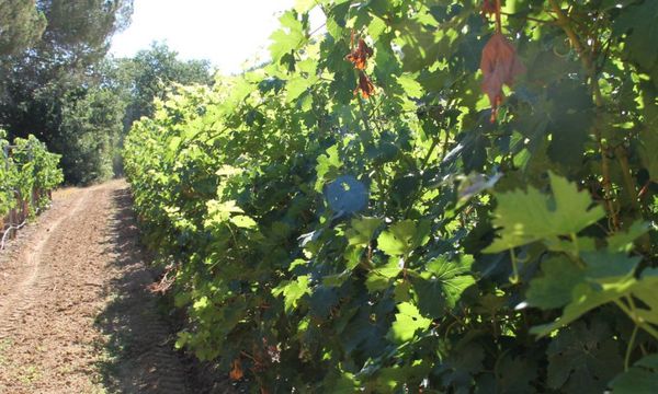 Sentier pédestre à travers nos vignes-photo