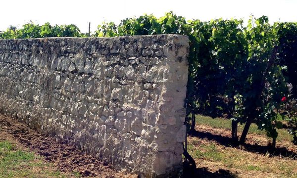 De la vigne au verre-photo
