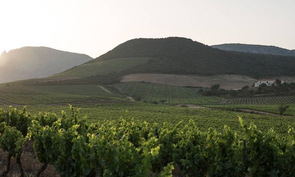 Dégustez gratuitement les 25 cuvées du Mas Amiel-photo