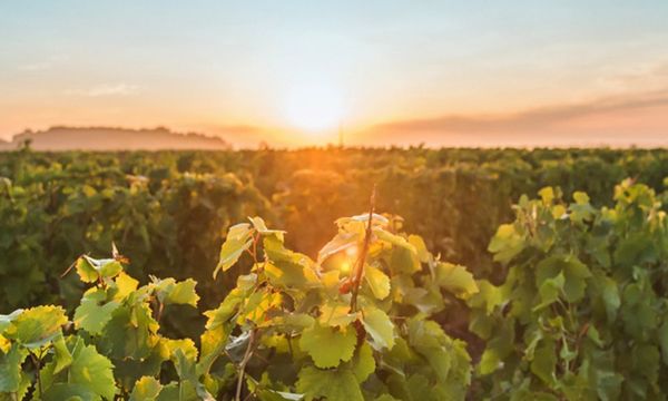 Le Domaine Mosny-photo
