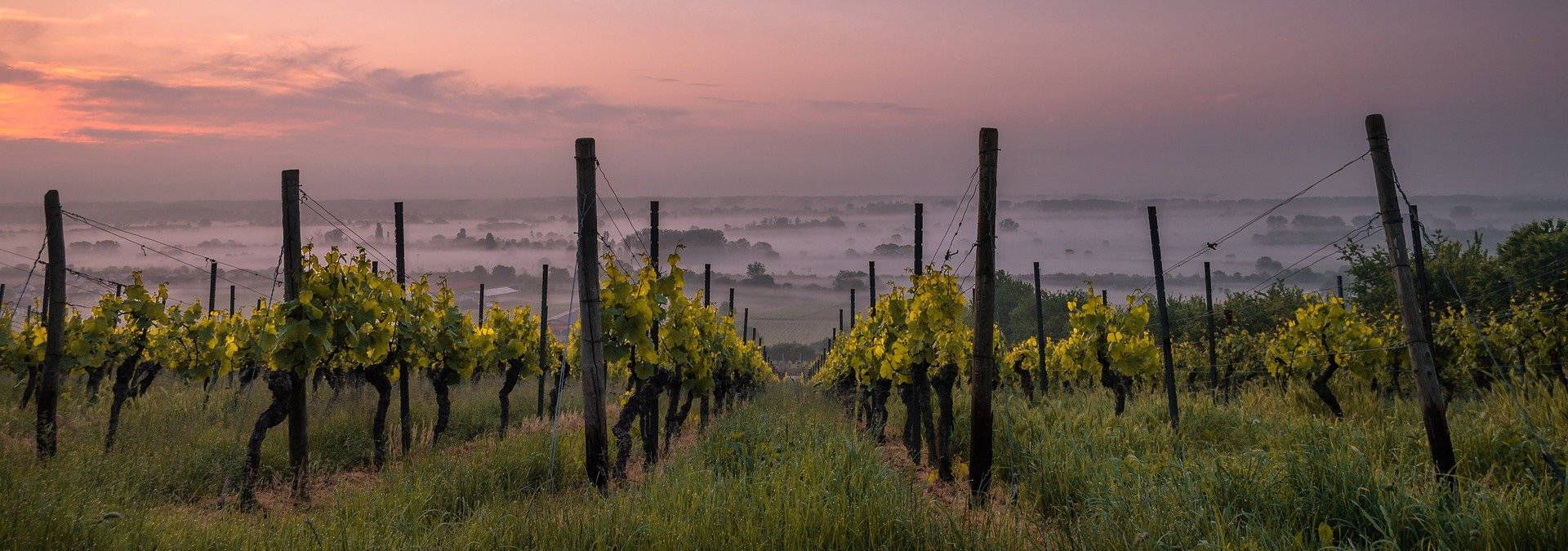 Vignoble Pelletant - Rue des Vignerons