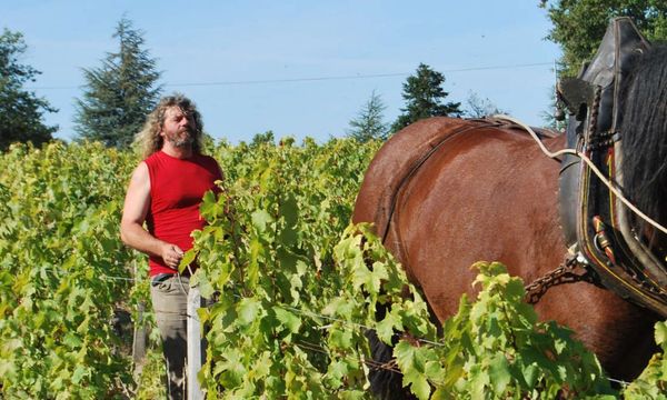 Samedi Vendanges-photo