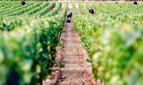 Pique-Nique dans les vignes du Couchois-photo