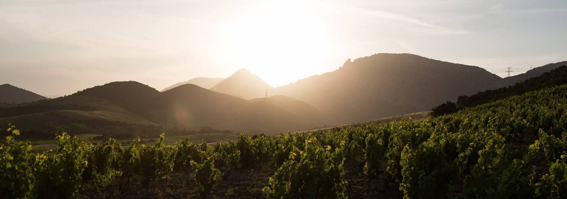 Mas Amiel - Rue des Vignerons
