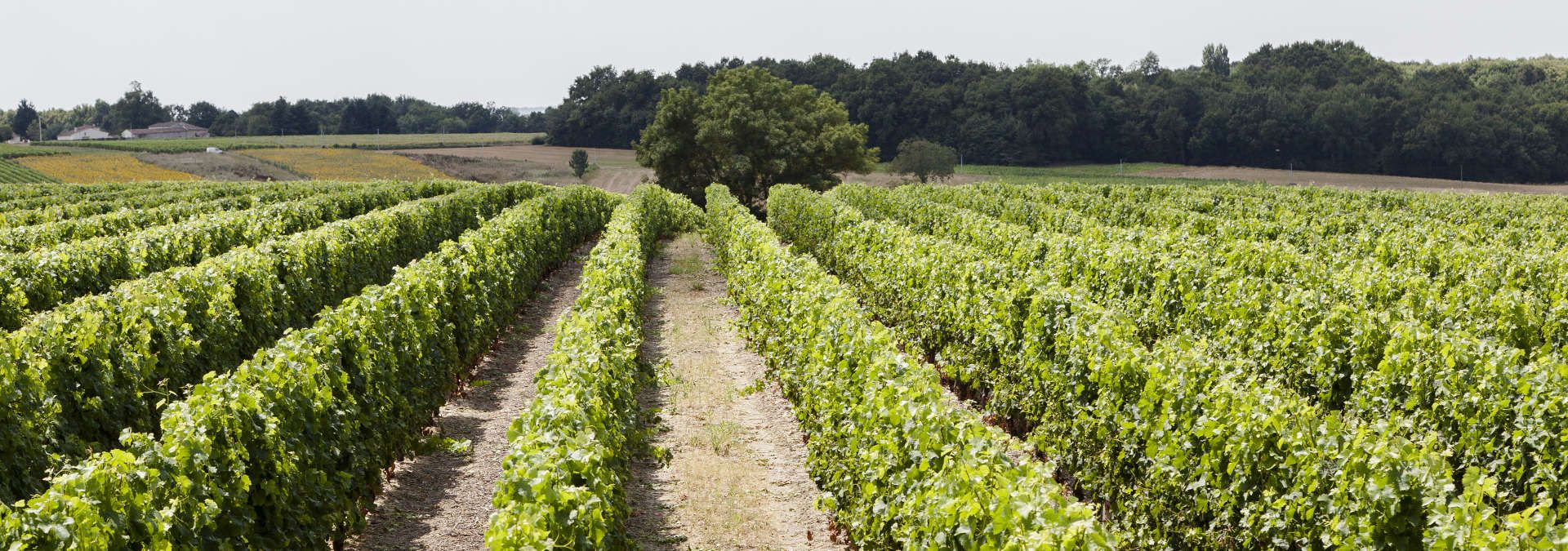 Clos de Nancrevant - Rue des Vignerons
