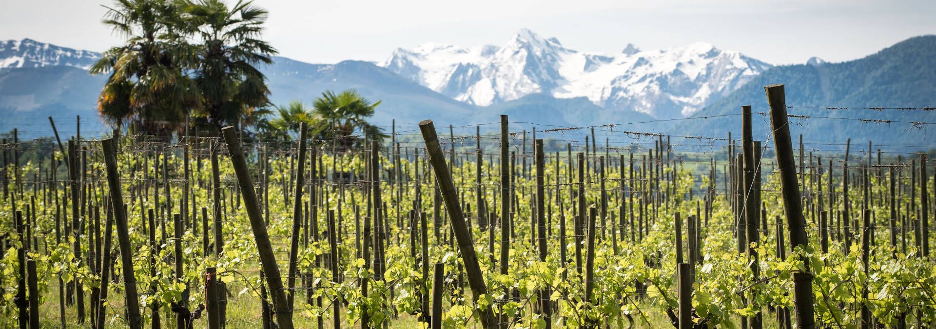 Domaine de Cabarrouy - Rue des Vignerons