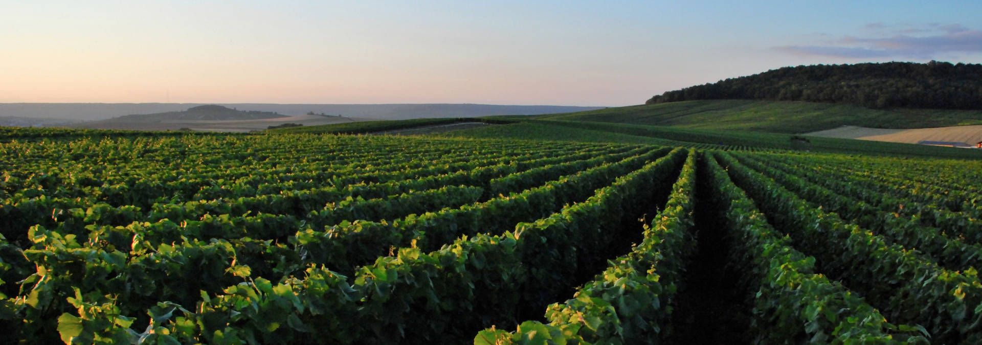 Champagne P. Lancelot-Royer - Rue des Vignerons