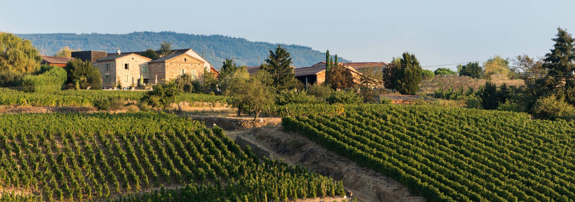 Domaines Pierre Gaillard - Rue des Vignerons