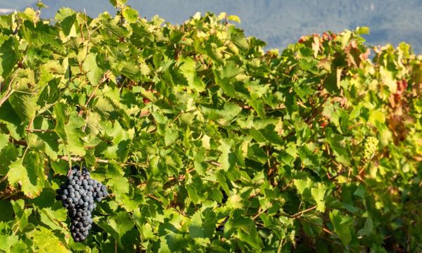 De la vigne au verre-photo